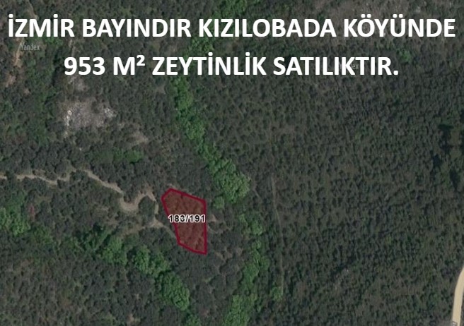 İZMİR BAYINDIR KIZILOBADA  953 M² ZEYTİNLİK SATILIKTIR. - İZMİR BAYINDIR fotoğraf 6